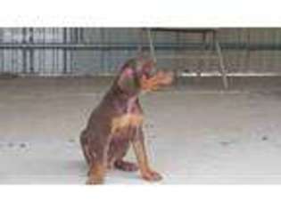 Doberman Pinscher Puppy for sale in Silver Springs, NV, USA
