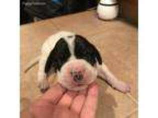 Great Dane Puppy for sale in Menominee, MI, USA