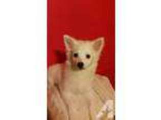 American Eskimo Dog Puppy for sale in CLINTON, NC, USA