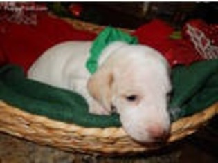 Dachshund Puppy for sale in Marietta, OK, USA