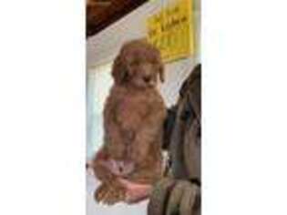 Goldendoodle Puppy for sale in Beech Bluff, TN, USA