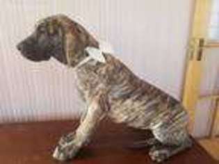 Great Dane Puppy for sale in Lovington, IL, USA