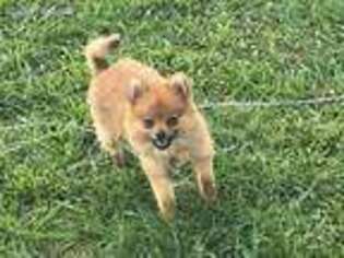 Pomeranian Puppy for sale in Manchester, TN, USA