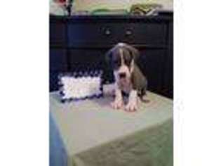 Great Dane Puppy for sale in Deltona, FL, USA