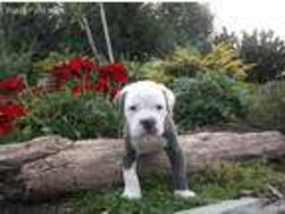 Olde English Bulldogge Puppy for sale in Gordonville, PA, USA