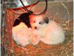 Great Pyrenees Puppy for sale in Knoxville, TN, USA