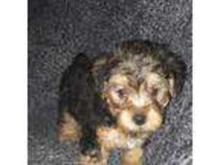 Mutt Puppy for sale in Forest City, NC, USA