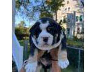 Olde English Bulldogge Puppy for sale in Troy, NY, USA