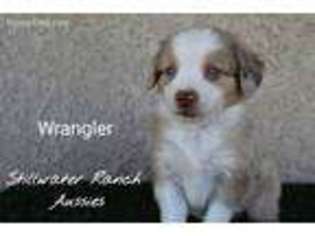 Miniature Australian Shepherd Puppy for sale in Sanger, CA, USA