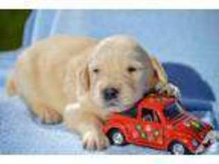 Golden Retriever Puppy for sale in BURLINGTON, KY, USA