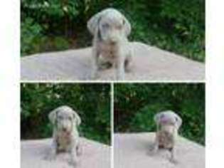 Weimaraner Puppy for sale in Auburn Hills, MI, USA