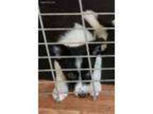 Border Collie Puppy for sale in Fairview, PA, USA