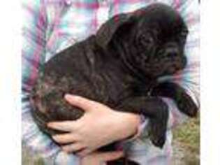 Frenchie Pug Puppy for sale in Clarion, PA, USA