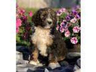 Mutt Puppy for sale in Mora, MN, USA