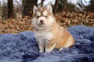 Siberian Husky Puppy for sale in Revere, MO, USA