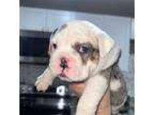 Bulldog Puppy for sale in Oxford, OH, USA