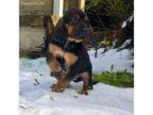 Bloodhound Puppy for sale in Monroe, WA, USA
