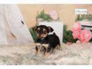 Chorkie Puppy for sale in Fort Wayne, IN, USA