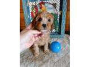 Cavapoo Puppy for sale in Greenville, MI, USA