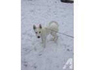 Siberian Husky Puppy for sale in SAINT PAUL, MN, USA
