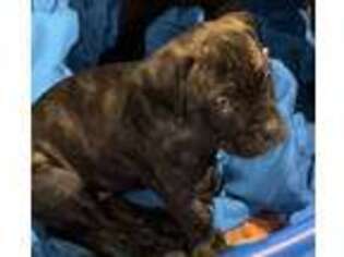 Mastiff Puppy for sale in Columbia, MD, USA