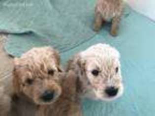 Goldendoodle Puppy for sale in Remington, IN, USA