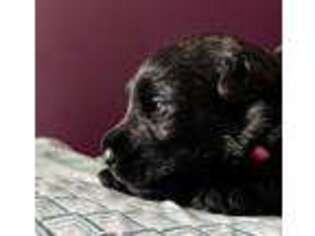 Scottish Terrier Puppy for sale in Sanford, NC, USA