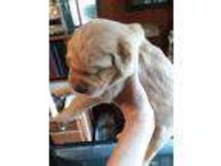 Golden Retriever Puppy for sale in Orange, MA, USA