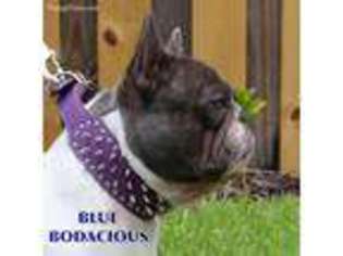 French Bulldog Puppy for sale in Queenstown, MD, USA
