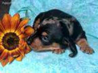 Dachshund Puppy for sale in Holtwood, PA, USA