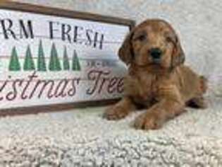 Irish Setter Puppy for sale in Hammond, WI, USA