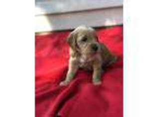 Goldendoodle Puppy for sale in Spanish Fork, UT, USA