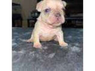 French Bulldog Puppy for sale in Mineral Ridge, OH, USA