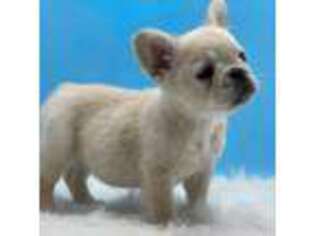 French Bulldog Puppy for sale in Marion, SC, USA