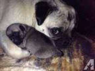 Pug Puppy for sale in SOUTH SHORE, KY, USA