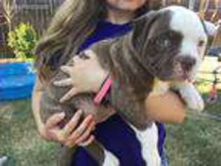 American Bulldog Puppy for sale in Enid, OK, USA