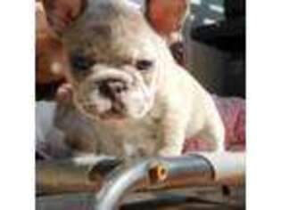 French Bulldog Puppy for sale in Tracy, CA, USA