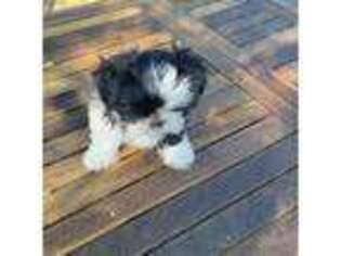 Mutt Puppy for sale in Redwood City, CA, USA