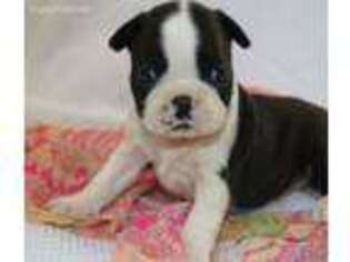 Boston Terrier Puppy for sale in Howard City, MI, USA