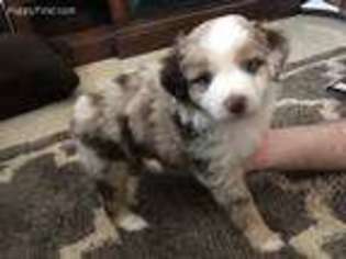 Miniature Australian Shepherd Puppy for sale in Wichita Falls, TX, USA