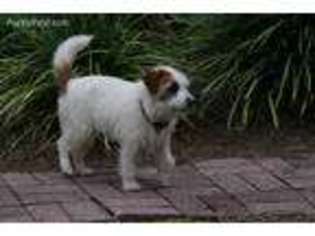 Jack Russell Terrier Puppy for sale in Hayesville, NC, USA