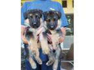 German Shepherd Dog Puppy for sale in Chico, CA, USA