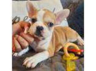 French Bulldog Puppy for sale in Cocoa, FL, USA