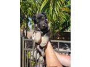 German Shepherd Dog Puppy for sale in Cape Coral, FL, USA