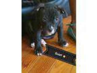 Mutt Puppy for sale in Branford, CT, USA