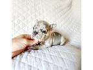 French Bulldog Puppy for sale in Oxford, FL, USA