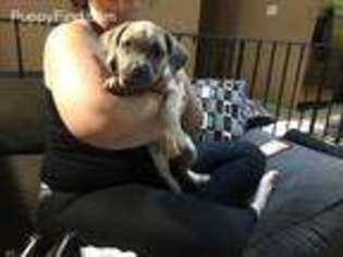 Cane Corso Puppy for sale in Owings, MD, USA