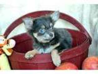 Chihuahua Puppy for sale in Newville, PA, USA