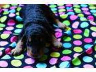 Airedale Terrier Puppy for sale in Malta, OH, USA