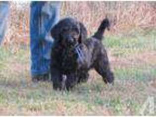 Labradoodle Puppy for sale in TIOGA, PA, USA